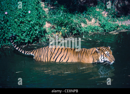 Tiger in acqua a Nehru parco zoologico in Hyderabad zoo Telengana india Foto Stock