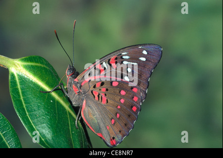 Butterfly , Gaudy baron , eutalia lubentina , india , asia Foto Stock