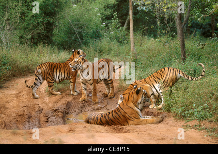 Quattro tigri ; parco nazionale di bannarghatta ; parco nazionale di Bannerghatta ; bangalore ; karnataka ; india ; asia Foto Stock