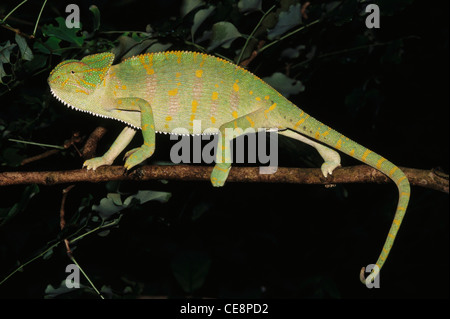 Camaleonte indiano , Camaeleo zeylanicus , Chameleon , Chameleo Zeylanicus , india , asia Foto Stock