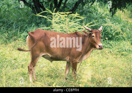 NMK 80301 : indian bull scuotendo la sua coda maharashtra india Foto Stock