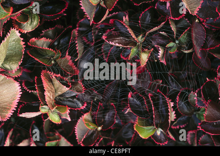 NMK 80364 : Spider web e rosse foglie di colore nero Foto Stock