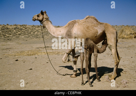 Il modello SDM 80393 : baby cammello succhiare il latte dalla madre nel deserto indiano Jaisalmer Rajasthan in India Foto Stock