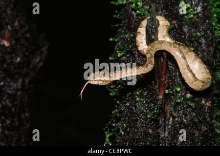 Rettili , serpenti , Trimeresurus malabaricus , viper dei buca malabarici , viper dei buca di roccia malabaresi , viper di roccia , india , asia Foto Stock