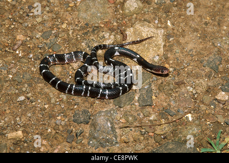 Krait comune , krait indiano , krait blu , serpente , Krait comune indiano , Cremonou Bungarus caeruleus , Bungarus caeruleus , India , Asia Foto Stock
