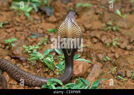 Indian snake Spectacled Cobra Naja Naja cofano aperto posteriore backview retrovisore Foto Stock