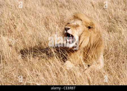 Leone ruggente Masai Mara Kenya Africa Foto Stock