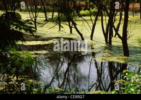 Alberi riflessione in uno stagno , alberi riflessi in uno stagno , Foto Stock