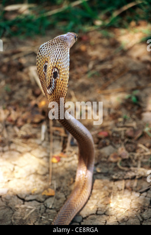 Cobra reale con il cofano aperto ; Naga panchami festival di snake ; Nag cobra storia ; battis shirala ; maharashtra ; india Foto Stock