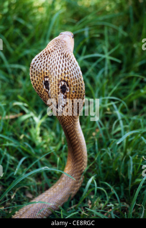 Cobra reale con il cofano aperto ; Naga panchami Festival di snake ; Nag cobra storia ; battis shirala ; maharashtra ; india Foto Stock