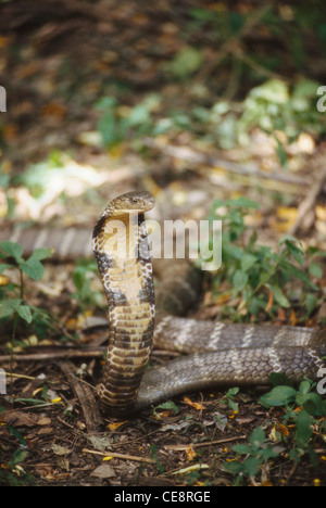 Cobra reale con il cofano aperto ; Naga panchami Festival di snake ; Nag cobra storia ; battis shirala ; maharashtra ; india Foto Stock