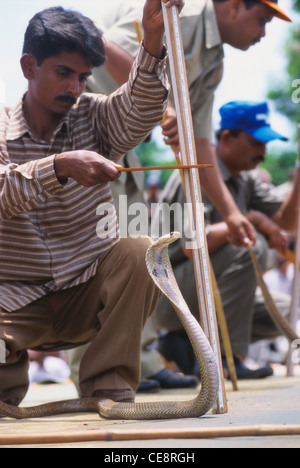 Misurazione altezza re Cobra ; Naga panchami Festival di snake ; Nag cobra storia ; battis shirala ; maharashtra india Foto Stock