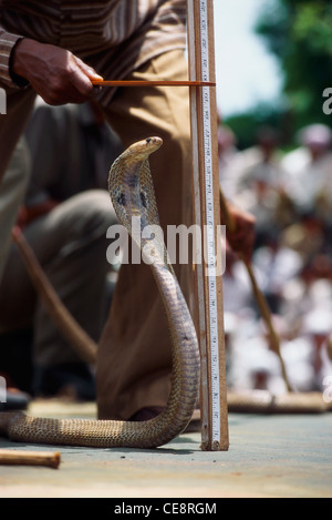 Misurazione altezza del re Cobra con il cofano aperto ; Naga panchami Festival di snake ; Nag cobra storia ; battis shirala maharashtra india Foto Stock