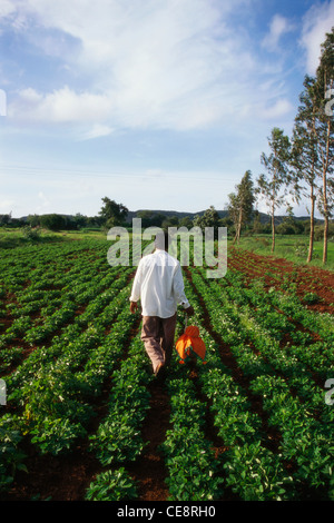 Uomo vaso di contenimento di snake ; Naga panchami Festival di snake ; Nag cobra storia ; battis shirala ; maharashtra ; india Foto Stock
