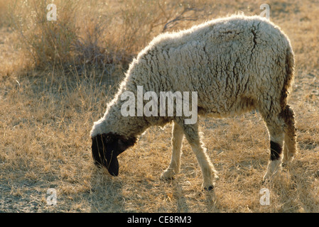 Pecora che pascola in Himachal Pradesh india Foto Stock