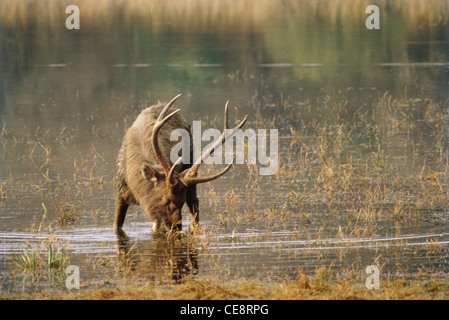 Cervi sambar , cervo , cervicus unicolor , india , asia Foto Stock