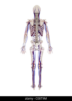 Anatomia umana. Computer grafica che mostra le ossa e il sistema vascolare. Foto Stock