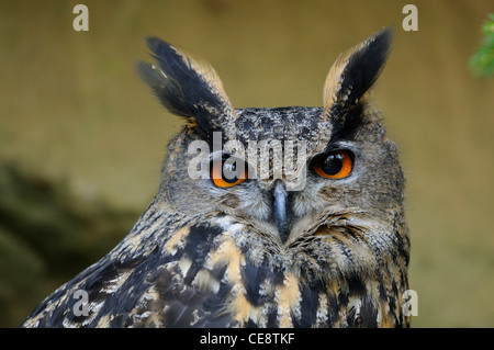 Il gufo reale (Bubo bubo) nel Parco Nazionale della Foresta Bavarese, Baviera, Germania Foto Stock