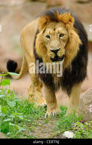 Maschio di leone asiatico (Panthera leo persica) Foto Stock