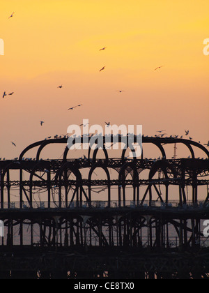 Brighton iconici Molo Ovest al tramonto come stormi di gabbiani brulicano intorno e il persico al momento della sua struttura scheletrica. Foto Stock