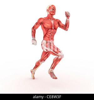 Muscoli maschio, computer grafica. Foto Stock