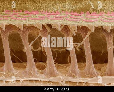 Orecchio interno cellule dei capelli colorati scanning electron microfotografia SEM cellule sensoriali ciliate nella coclea orecchio interno a forma di mezzaluna Foto Stock