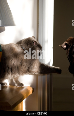 Il gatto domestico singolo adulto graffiare cane REGNO UNITO Foto Stock