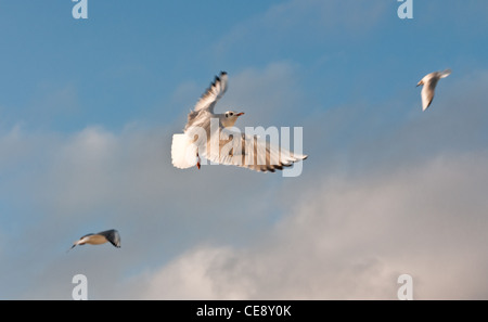Flying seagull blu su sfondo con cielo nuvoloso Foto Stock