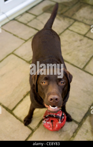 Il Labrador Retriever singolo adulto che vogliono giocare UK Foto Stock