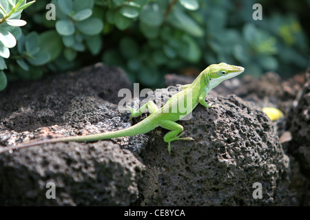 Una lucertola verde, Anolis carolinensis anole porcatus lizard , seduta sulla roccia vulcanica Hawaii USA Foto Stock