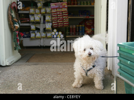 Bichon Frise unico cucciolo in attesa al di fuori di un negozio Dorset, Regno Unito Foto Stock