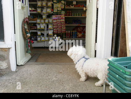 Bichon Frise singolo adulto in attesa al di fuori di un negozio Dorset, Regno Unito Foto Stock