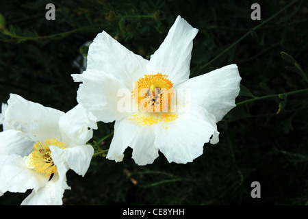 Due fiori di papavero bianco Foto Stock