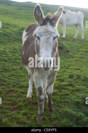 Donkey singolo adulto in piedi in un campo REGNO UNITO Foto Stock