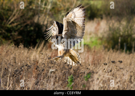 Gufo reale (Bubo bubo) preparazione a terra Foto Stock