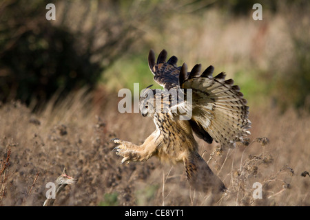 Gufo reale (Bubo bubo) preparazione a terra Foto Stock