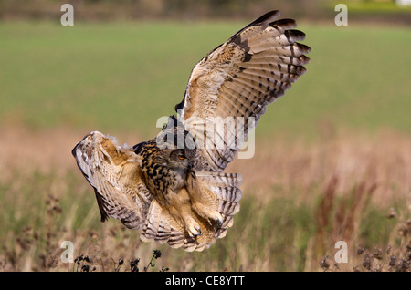 Gufo reale (Bubo bubo) preparazione a terra Foto Stock