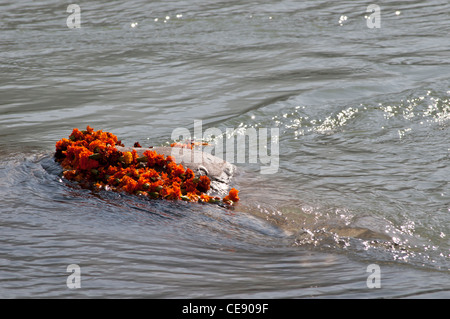 Ghirlande di fiori di tagete catturati su una pietra nel fiume Gange, Rishikesh, Uttarakhand, India Foto Stock