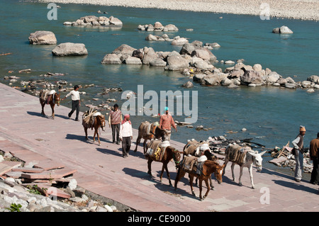 Gli uomini con i loro cavalli che sono usati per trasportare pietre, passare sulla banca del fiume Gange, Rishikesh, Uttarakhand, India Foto Stock