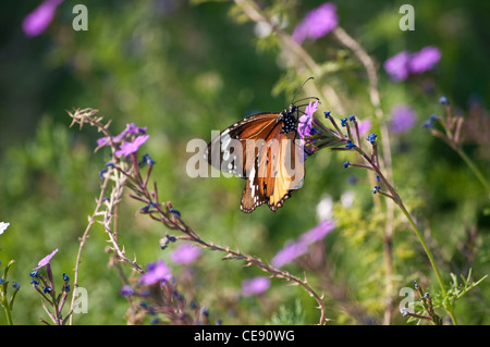 Farfalla monarca, Danaus plexippus, alimentazione su un imporpori fiore, Rishikesh, Uttarakhand, India Foto Stock