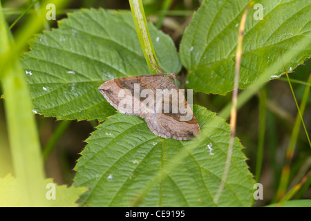 Ombreggiato ampio bar ( Scotopteryx chenopodiata ) è una falena della famiglia Geometridae. Foto Stock