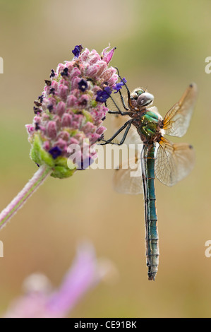 Oxygastra curtisii, Femmina, Sesimbra-Portugal Foto Stock