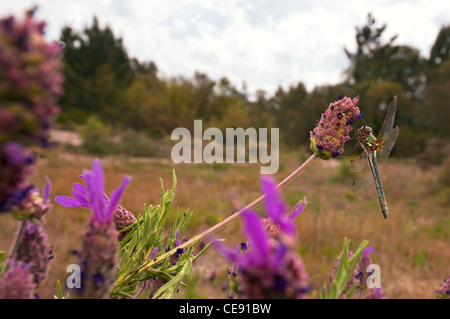 Oxygastra curtisii, Femmina, Sesimbra-Portugal Foto Stock