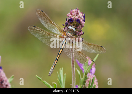 Oxygastra curtisii, Femmina, Sesimbra-Portugal Foto Stock