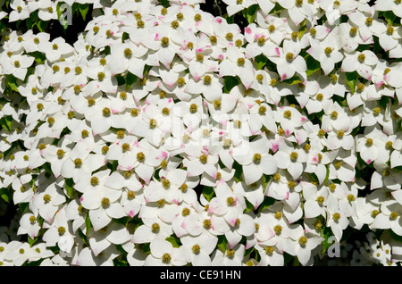 Cornus Kousa Foto Stock