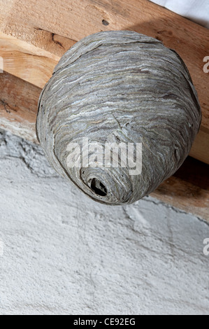 Wasp comune (Vespula vulgaris), il nido in un loft. Foto Stock