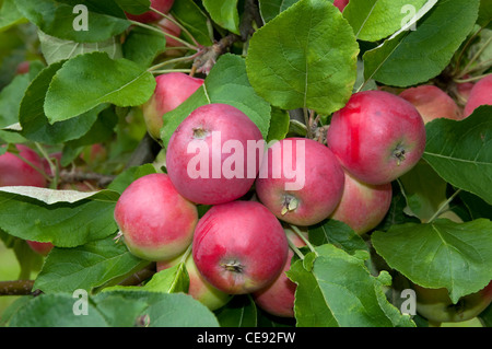 Apple domestico (malus domestica), varietà: Peach Red Estate Apple. Mele mature in una struttura ad albero. Foto Stock