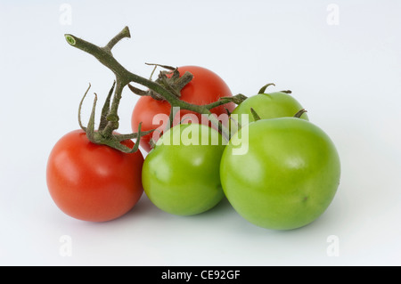 Il pomodoro (Lycopersicon esculentum). Frutti in diversi stadi di maturazione. Studio Immagine contro uno sfondo bianco. Foto Stock