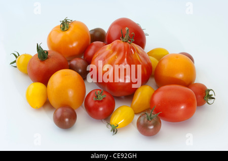 Il pomodoro (Lycopersicon esculentum), frutto di varietà diverse. Studio Immagine contro uno sfondo bianco. Foto Stock