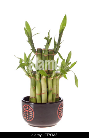 Lucky bamboo (Dracaena sanderiana) in un vaso di porcellana, isolato su bianco Foto Stock